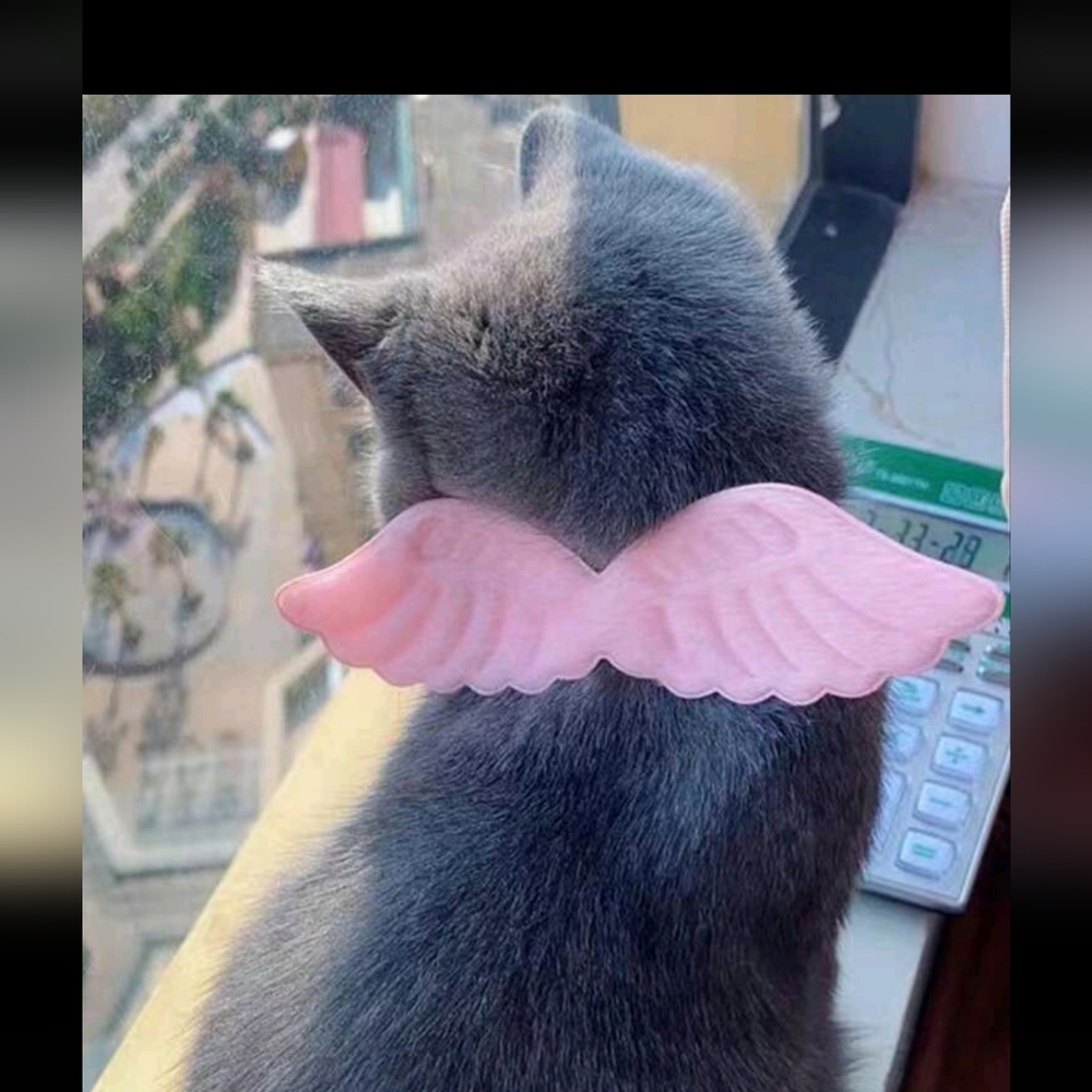 Pink angel wings for pet